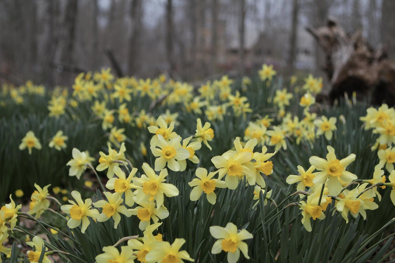 Daffodil image