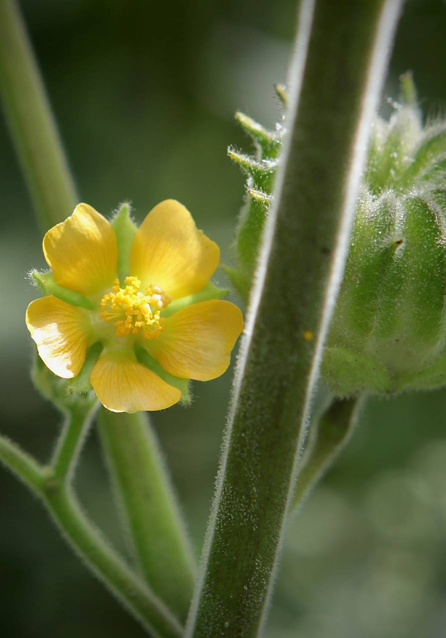 Photo of Velvetleaf