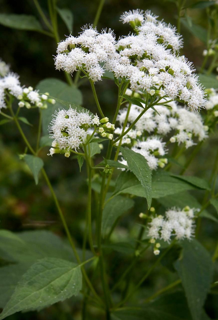 Photo of White Snakeroot