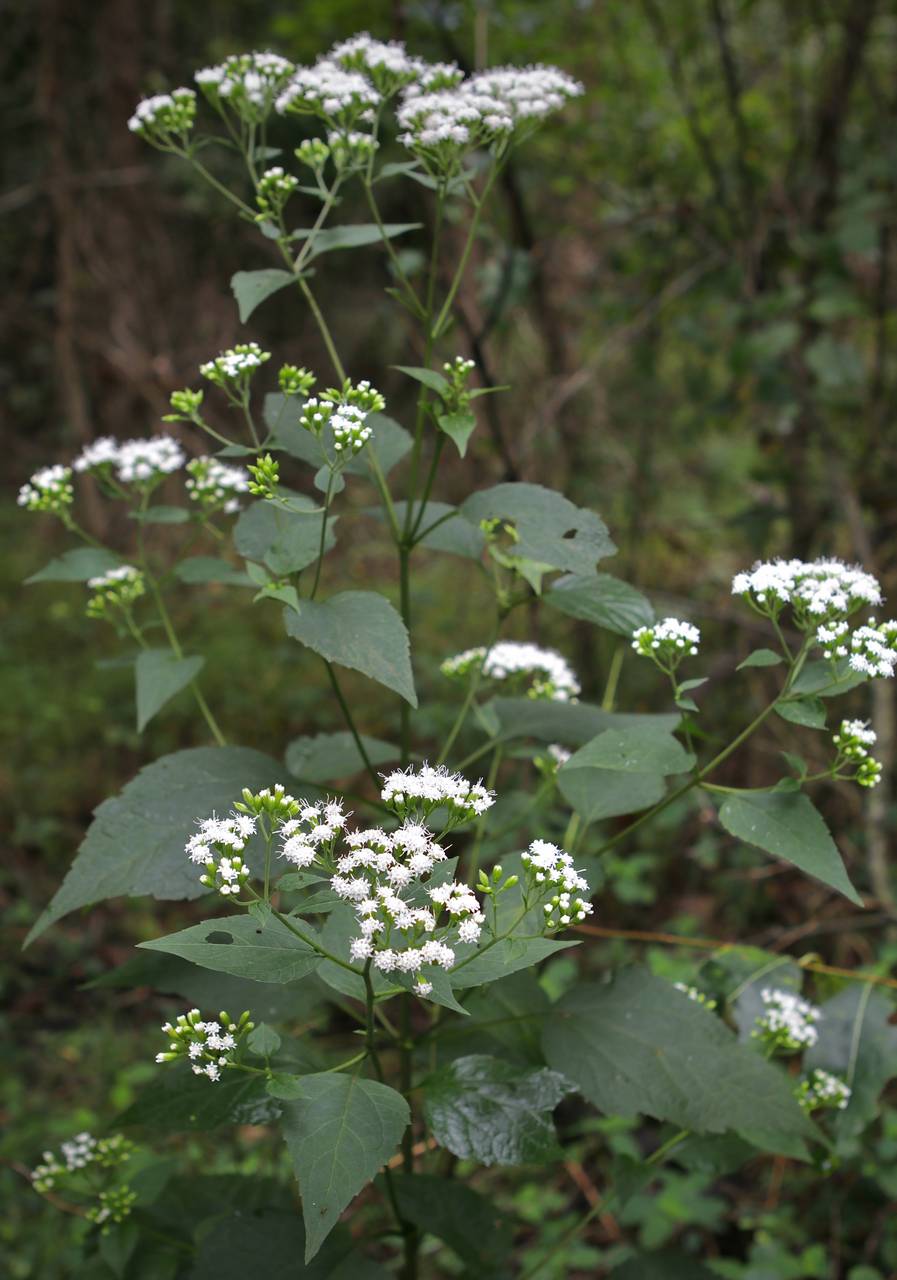 Photo of White Snakeroot