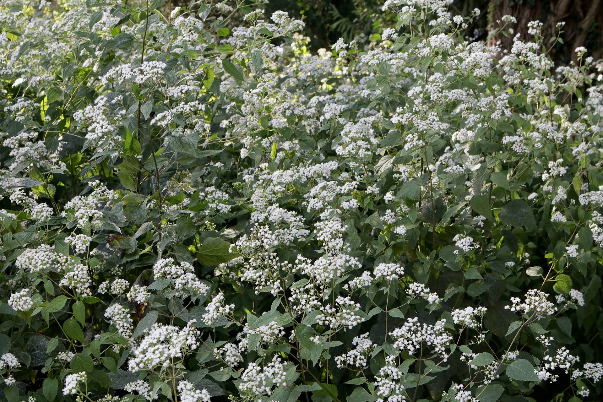 Photo of White Snakeroot