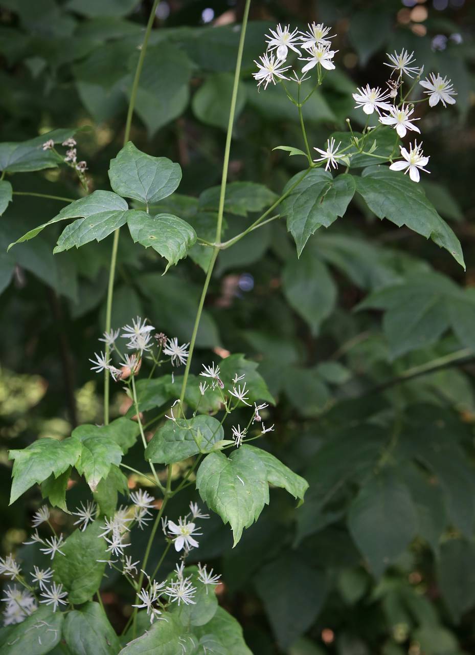 Photo of Virgin's Bower