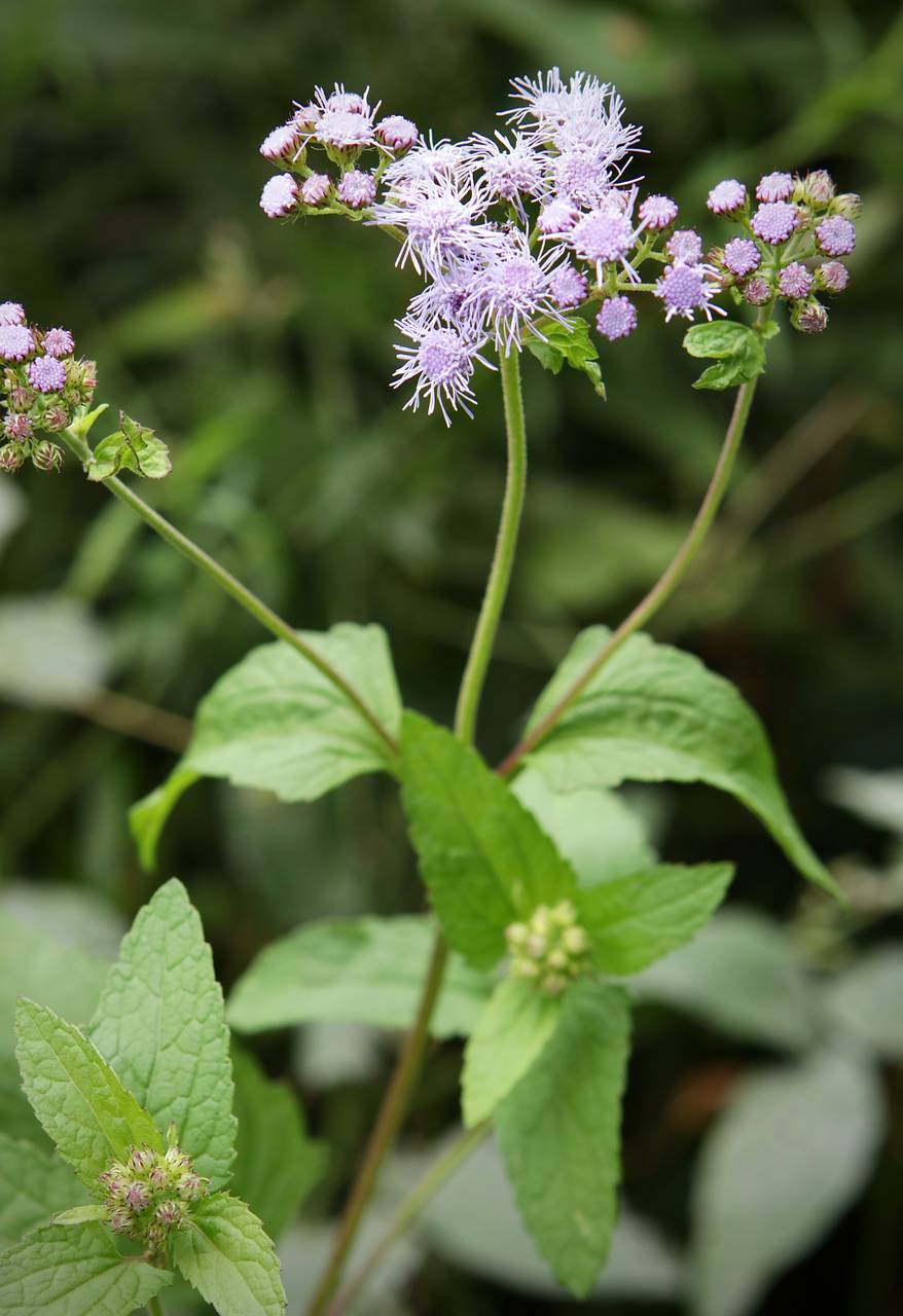 Photo of Mistflower