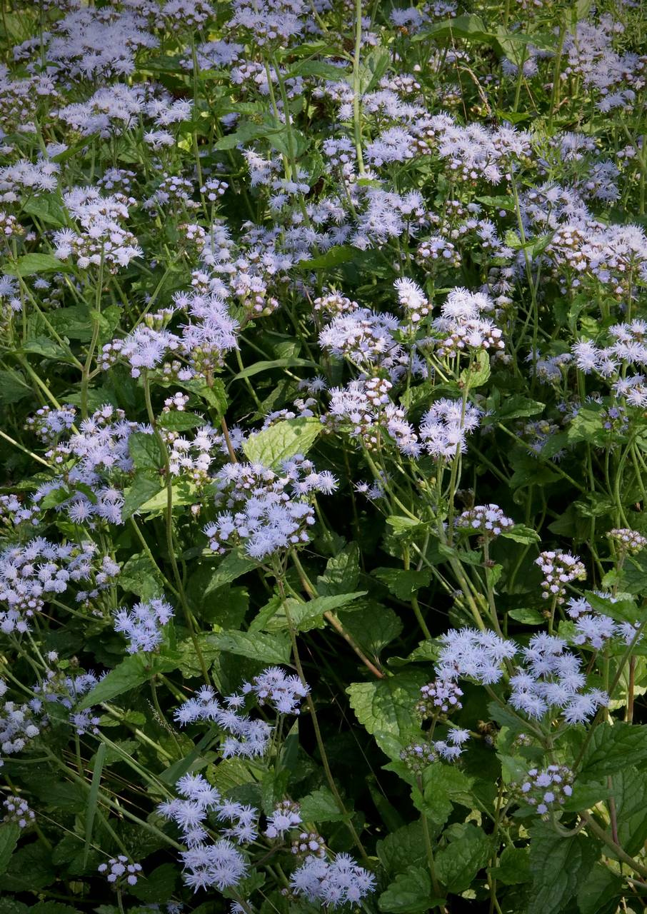 Photo of Mistflower