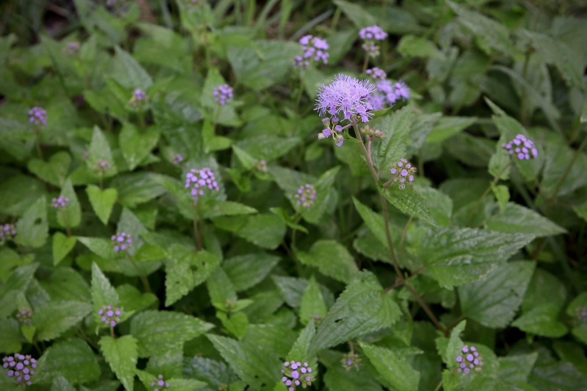 Photo of Mistflower