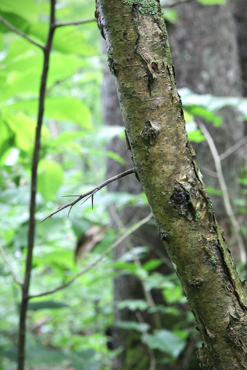 Photo of Dotted Hawthorn