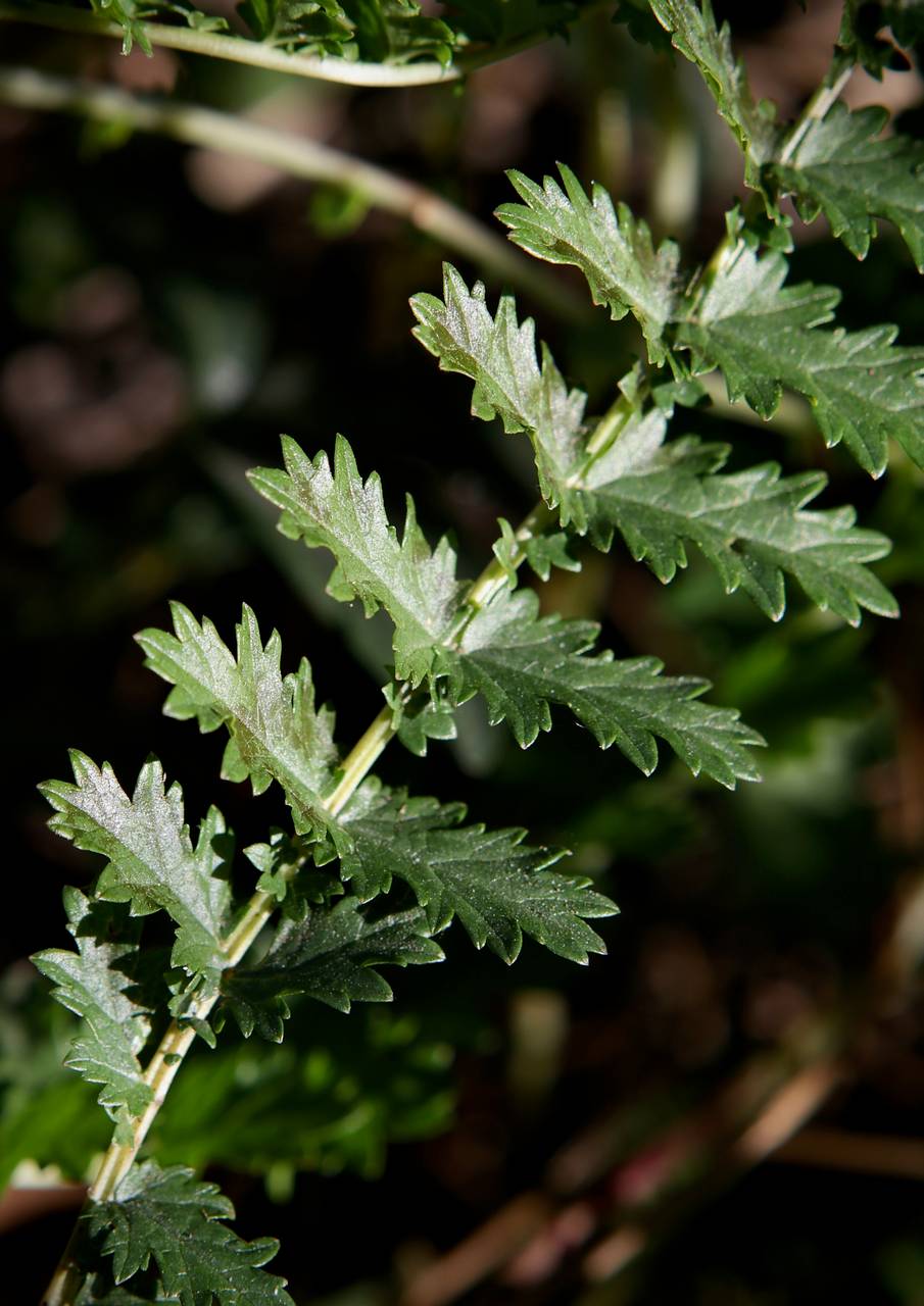 Photo of Dropwort