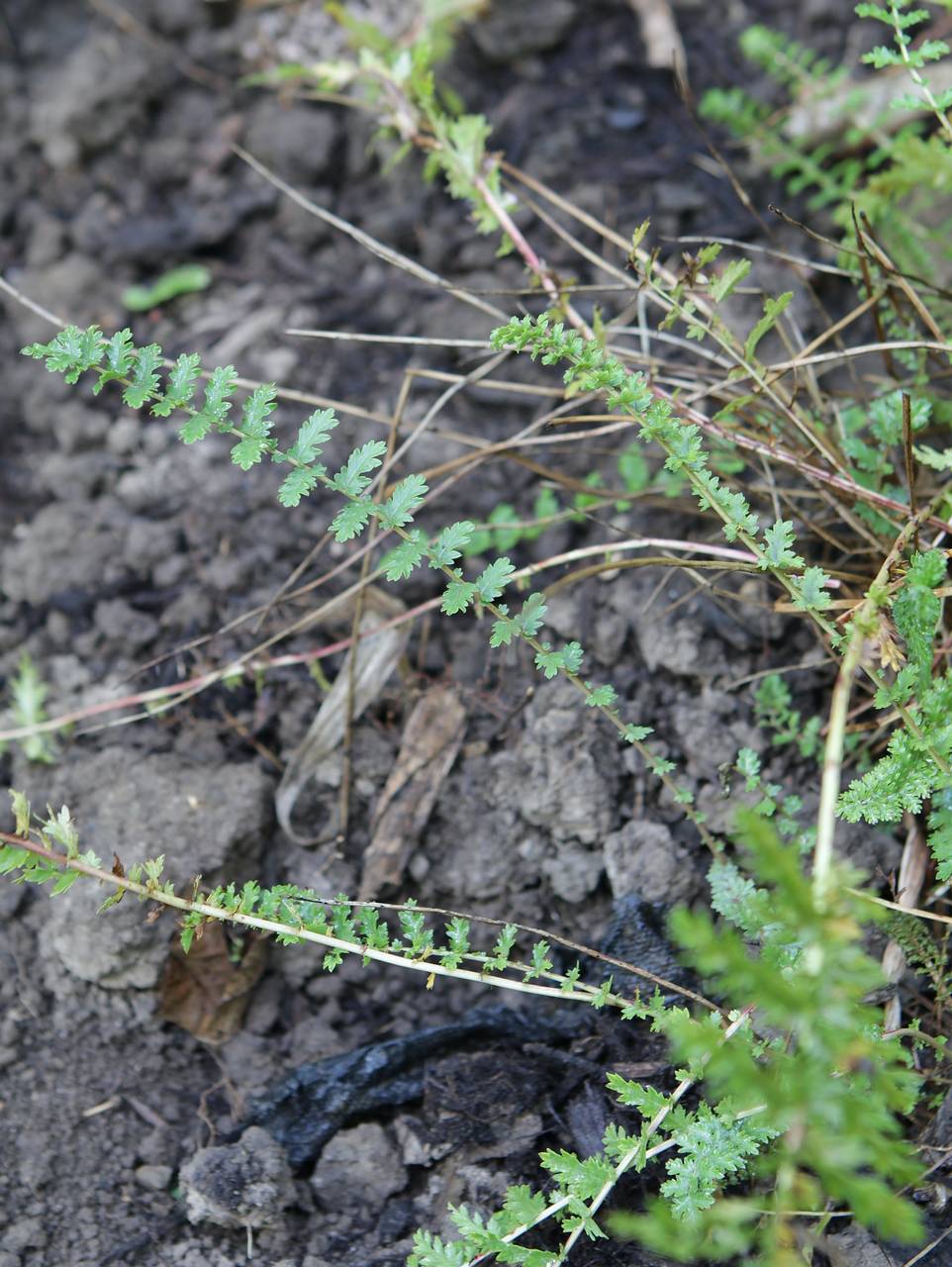 Photo of Dropwort