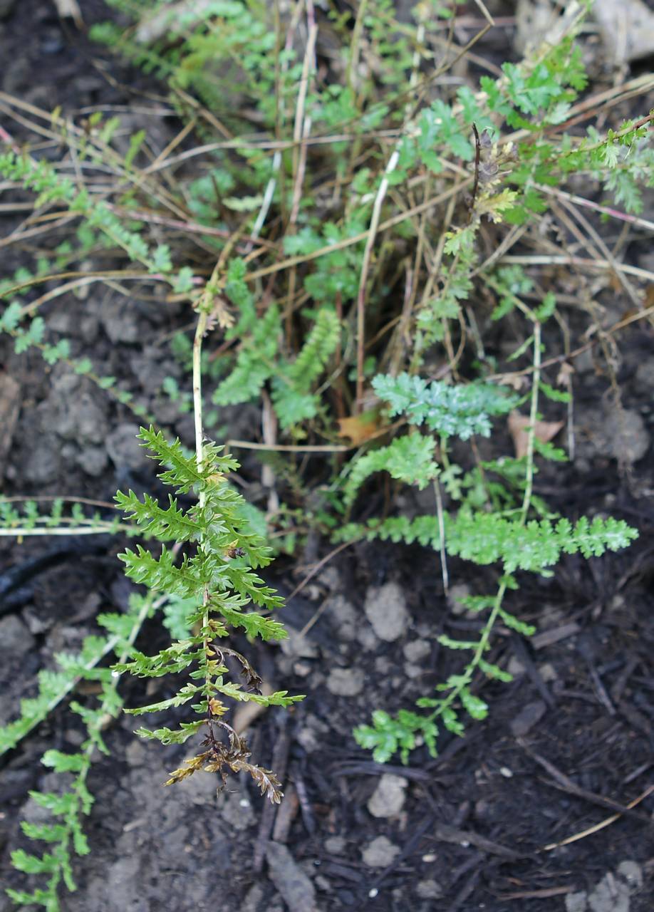 Photo of Dropwort