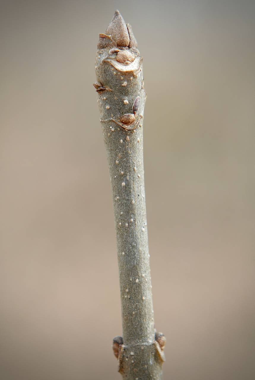 Photo of White Ash