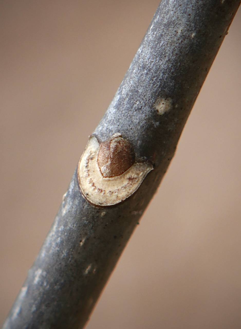 Photo of White Ash