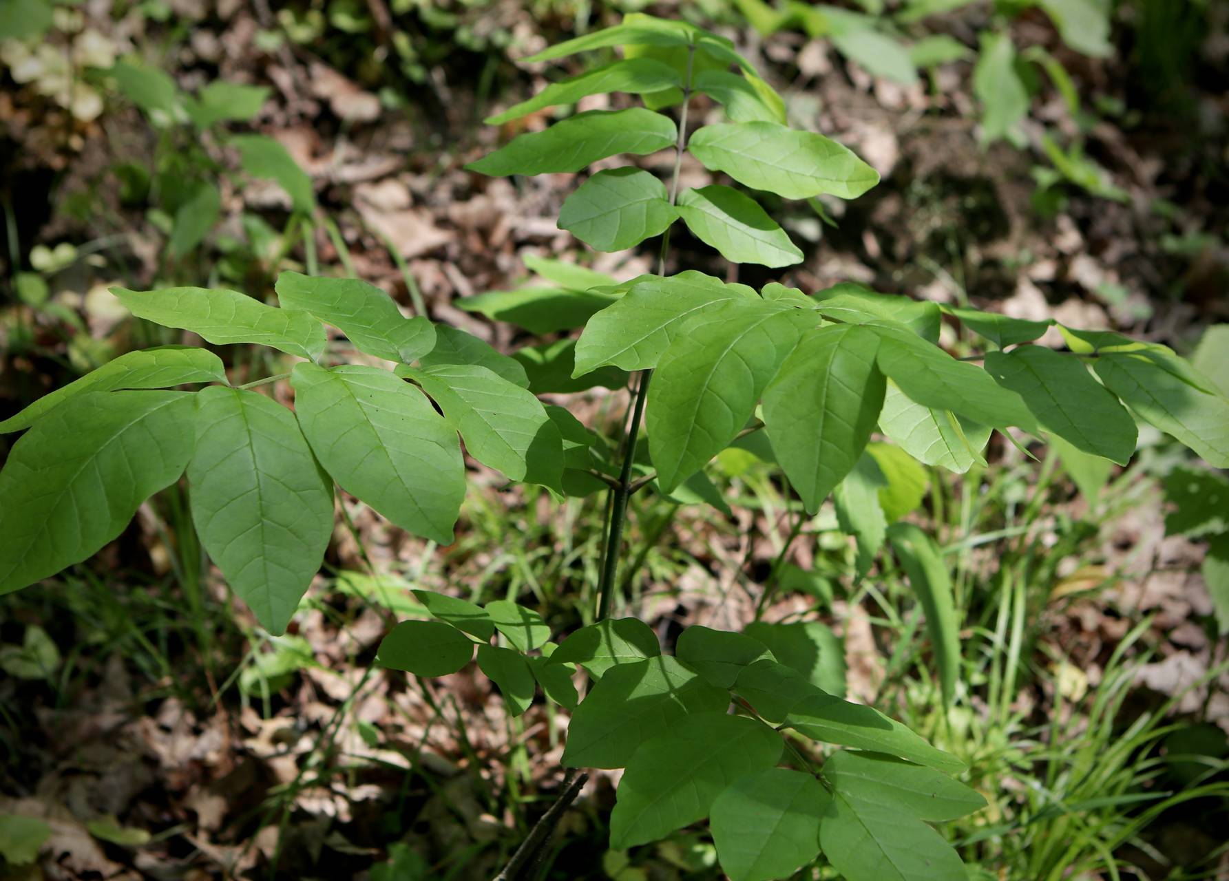 Photo of Green Ash
