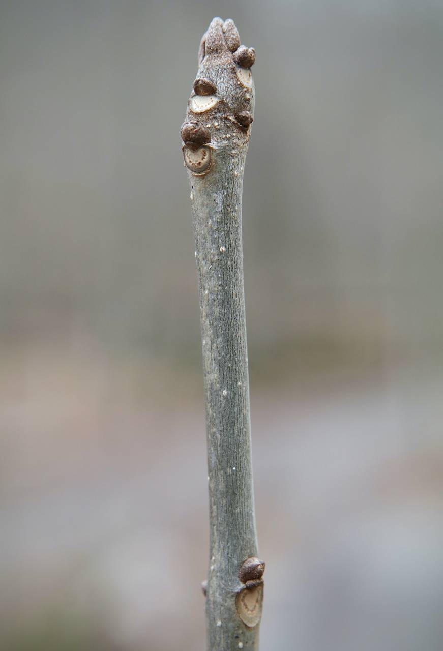 Photo of Green Ash