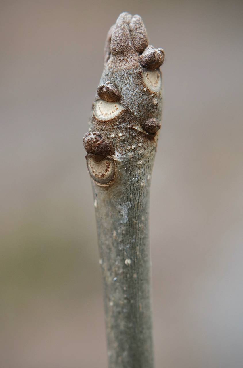 Photo of Green Ash