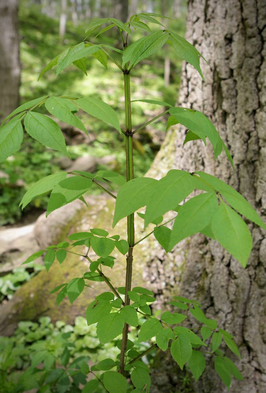 Photo of Blue Ash
