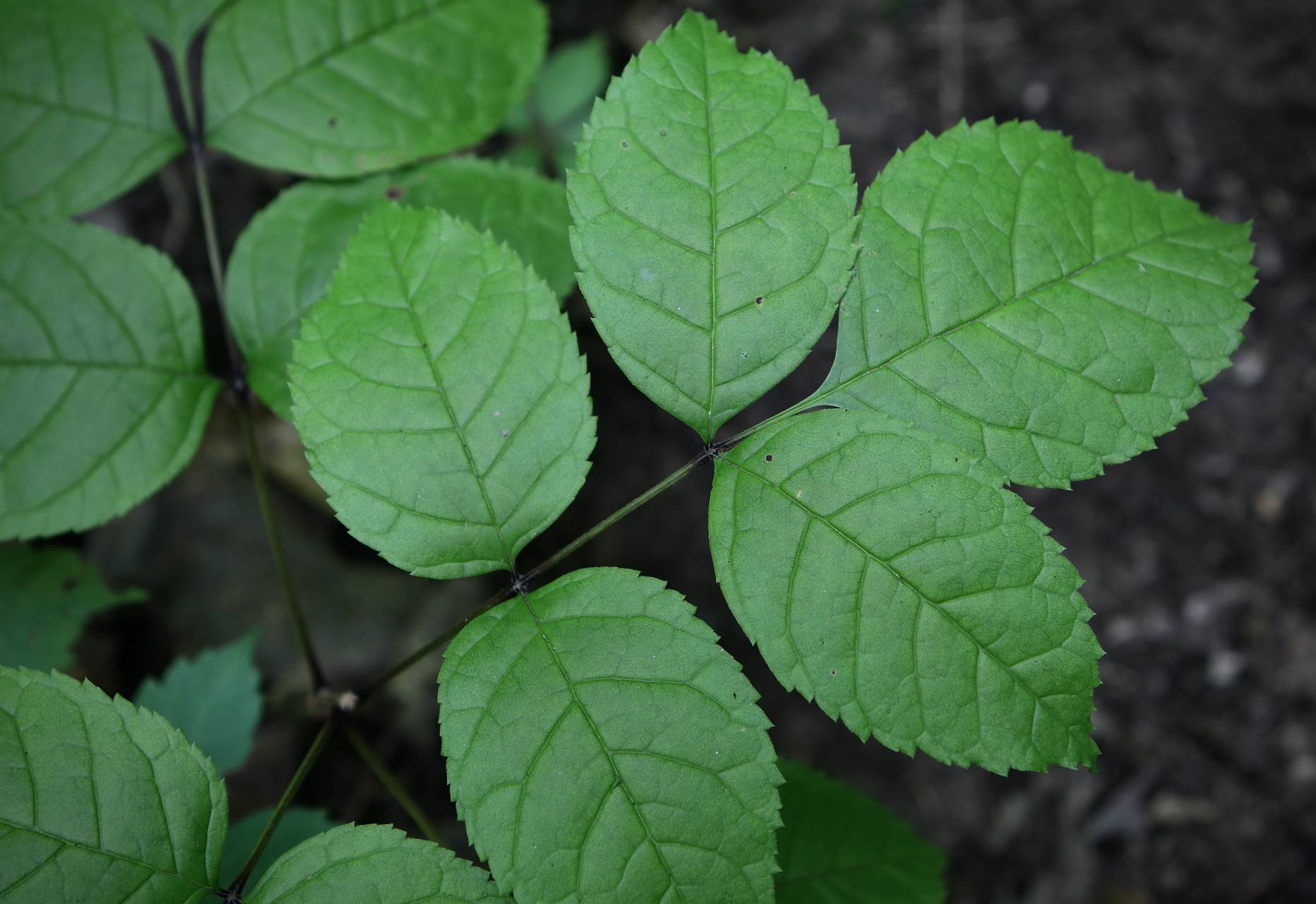 Photo of Blue Ash