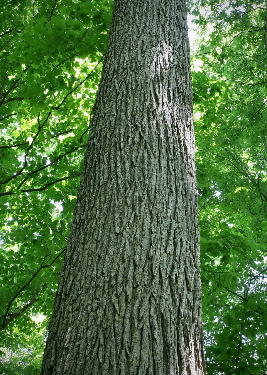 Photo of Blue Ash