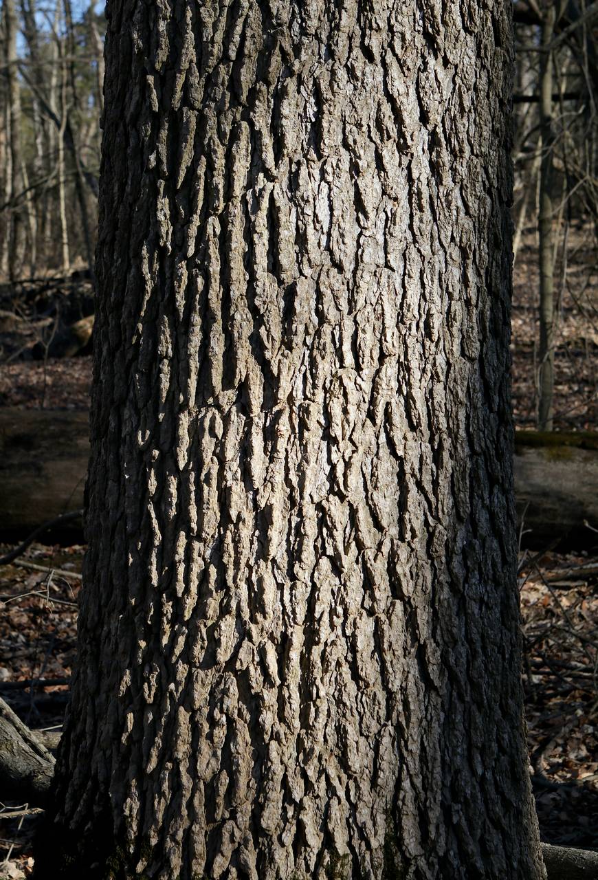 Photo of Blue Ash