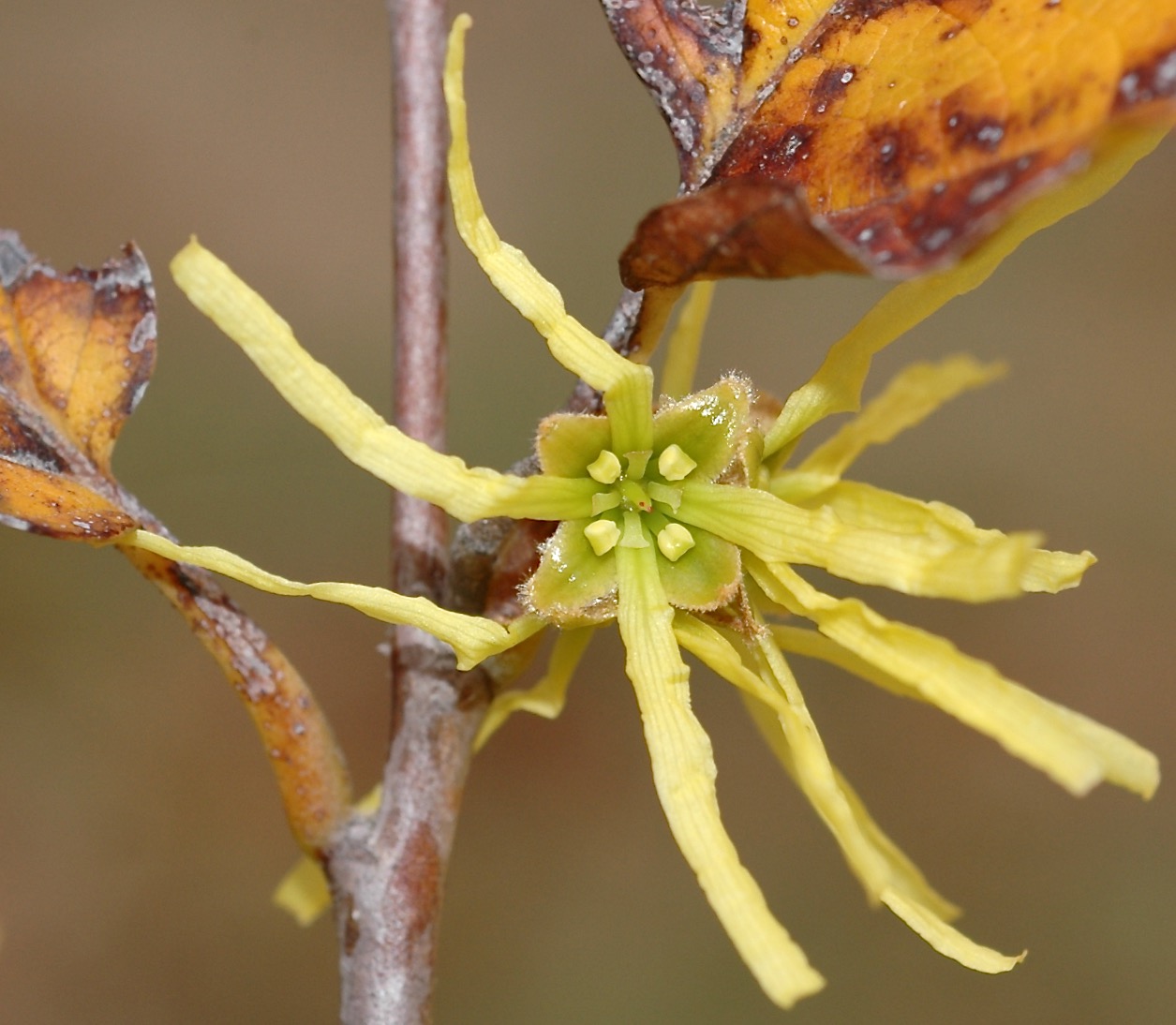 Photo of American Witch-Hazel