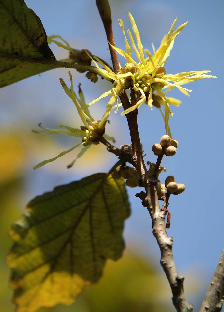 Photo of American Witch-Hazel