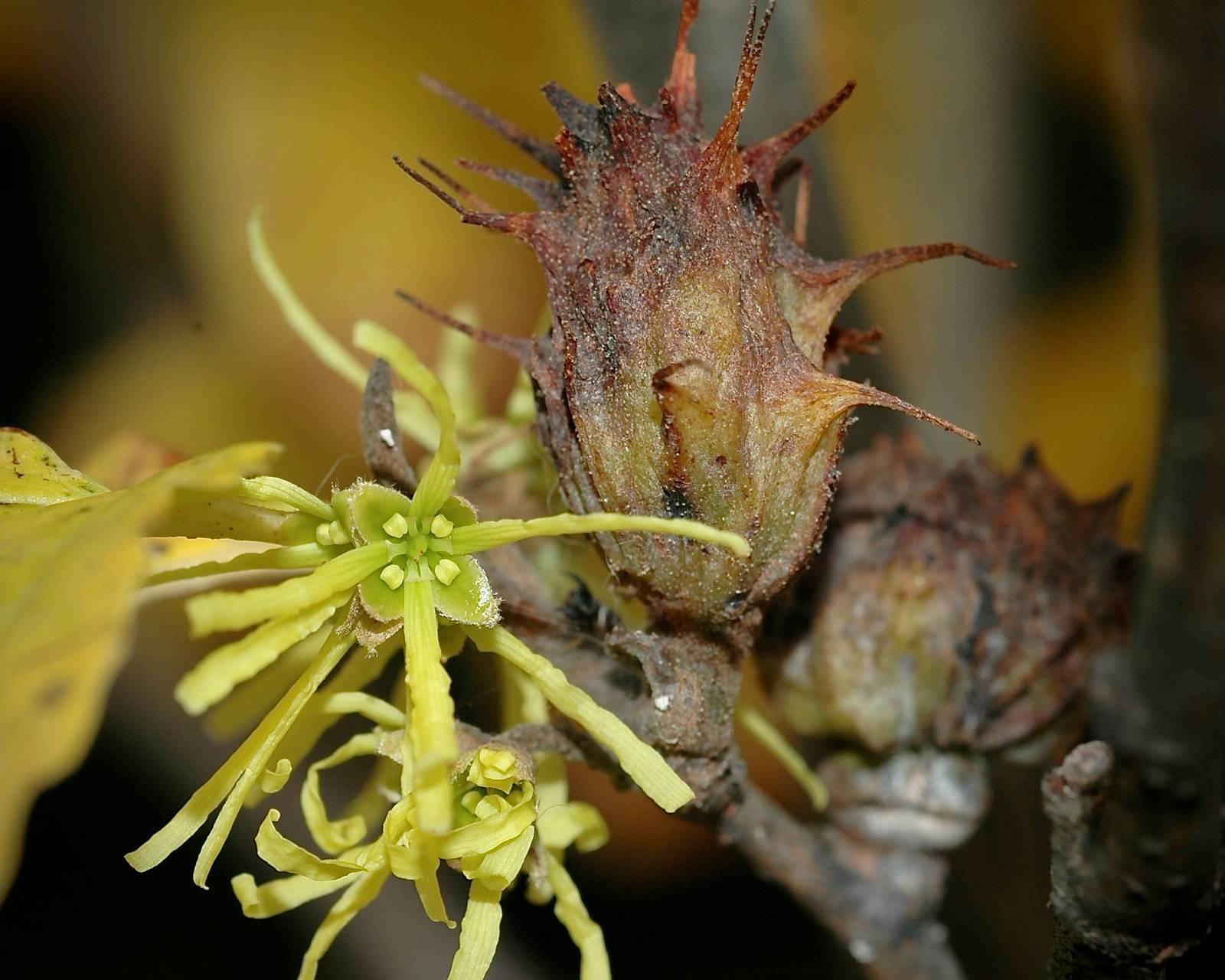 Photo of American Witch-Hazel