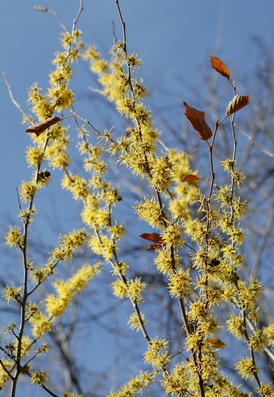 Photo of American Witch-Hazel