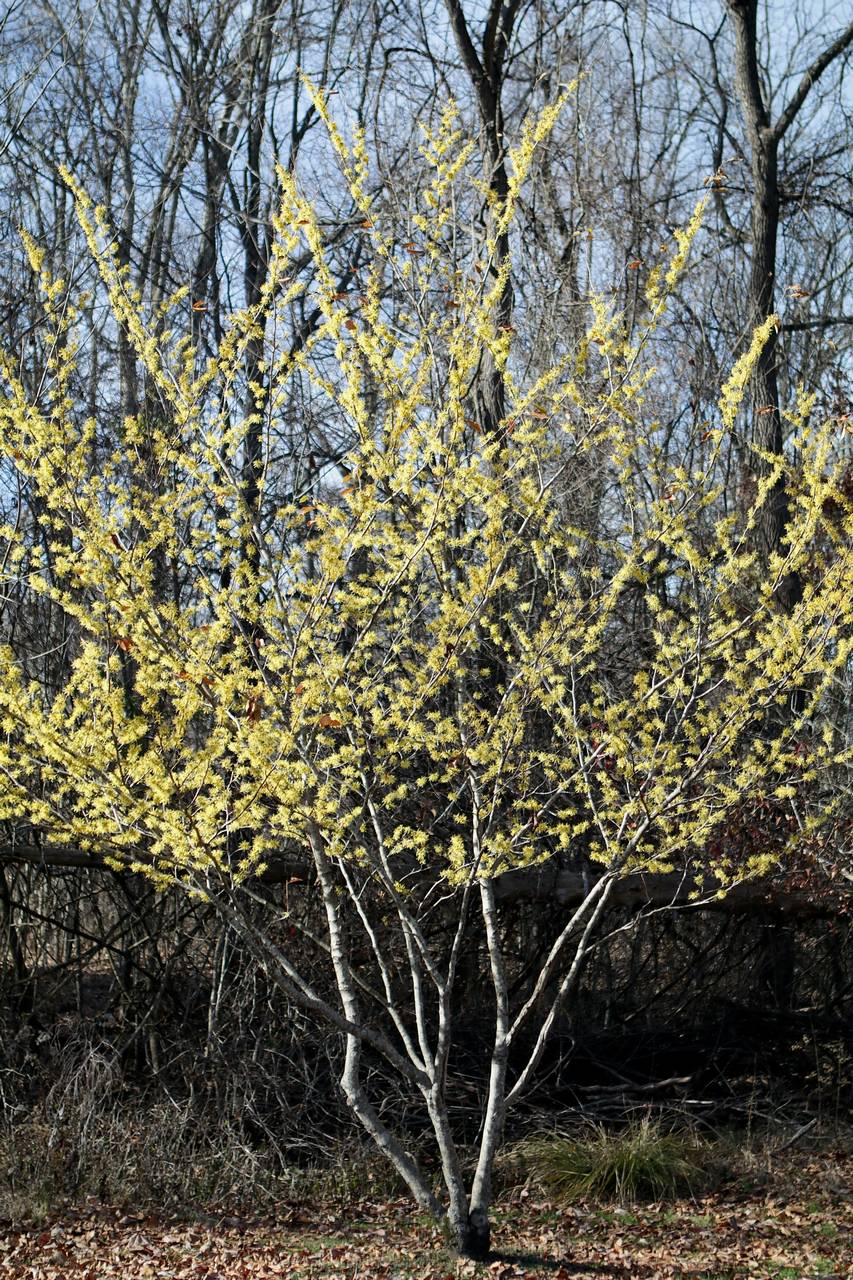 Photo of American Witch-Hazel