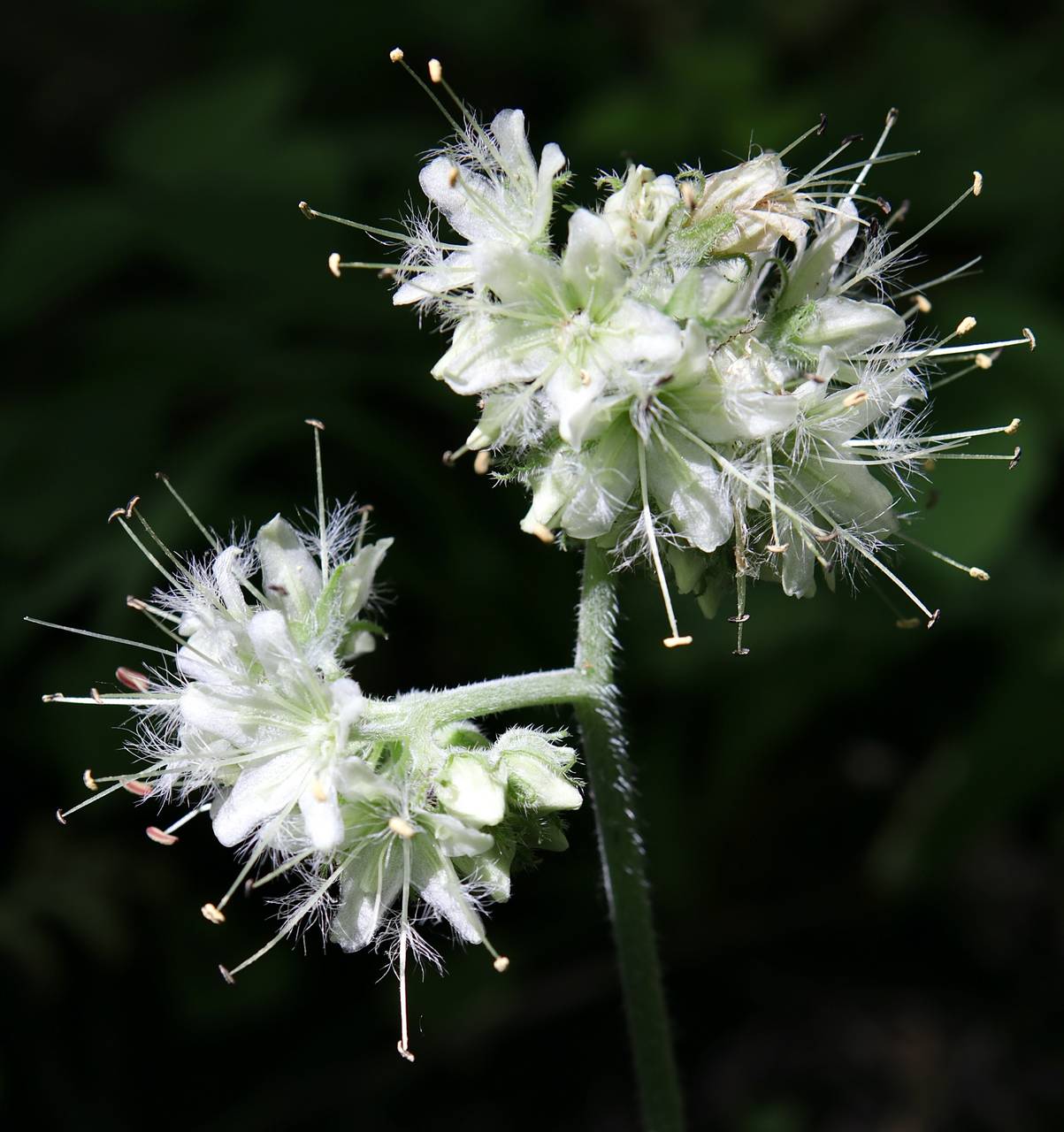 Photo of Largeleaf Waterleaf