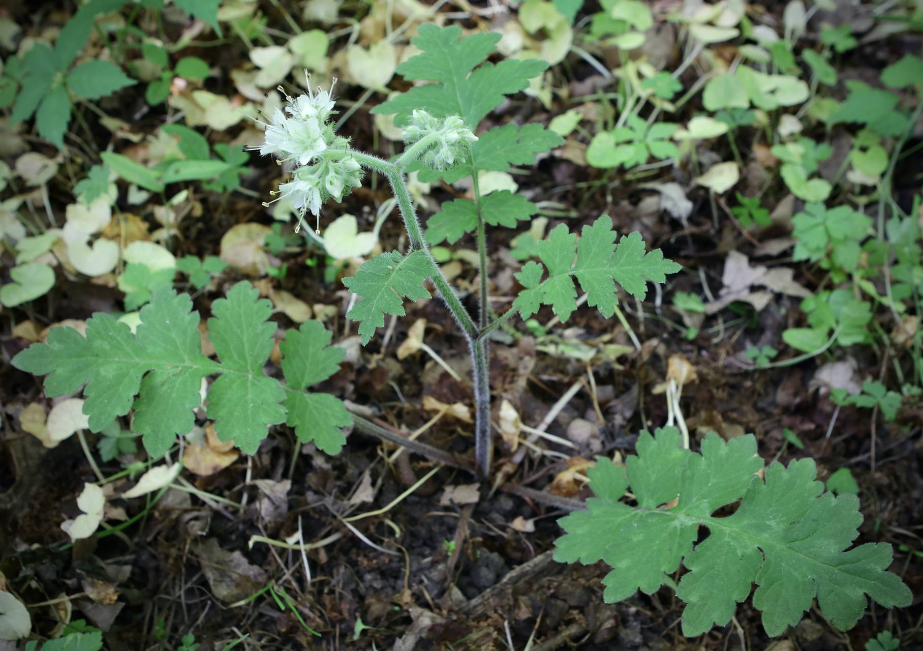 Photo of Largeleaf Waterleaf