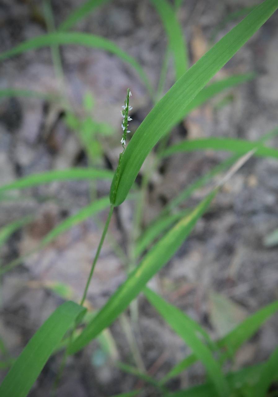 Photo of Whitegrass