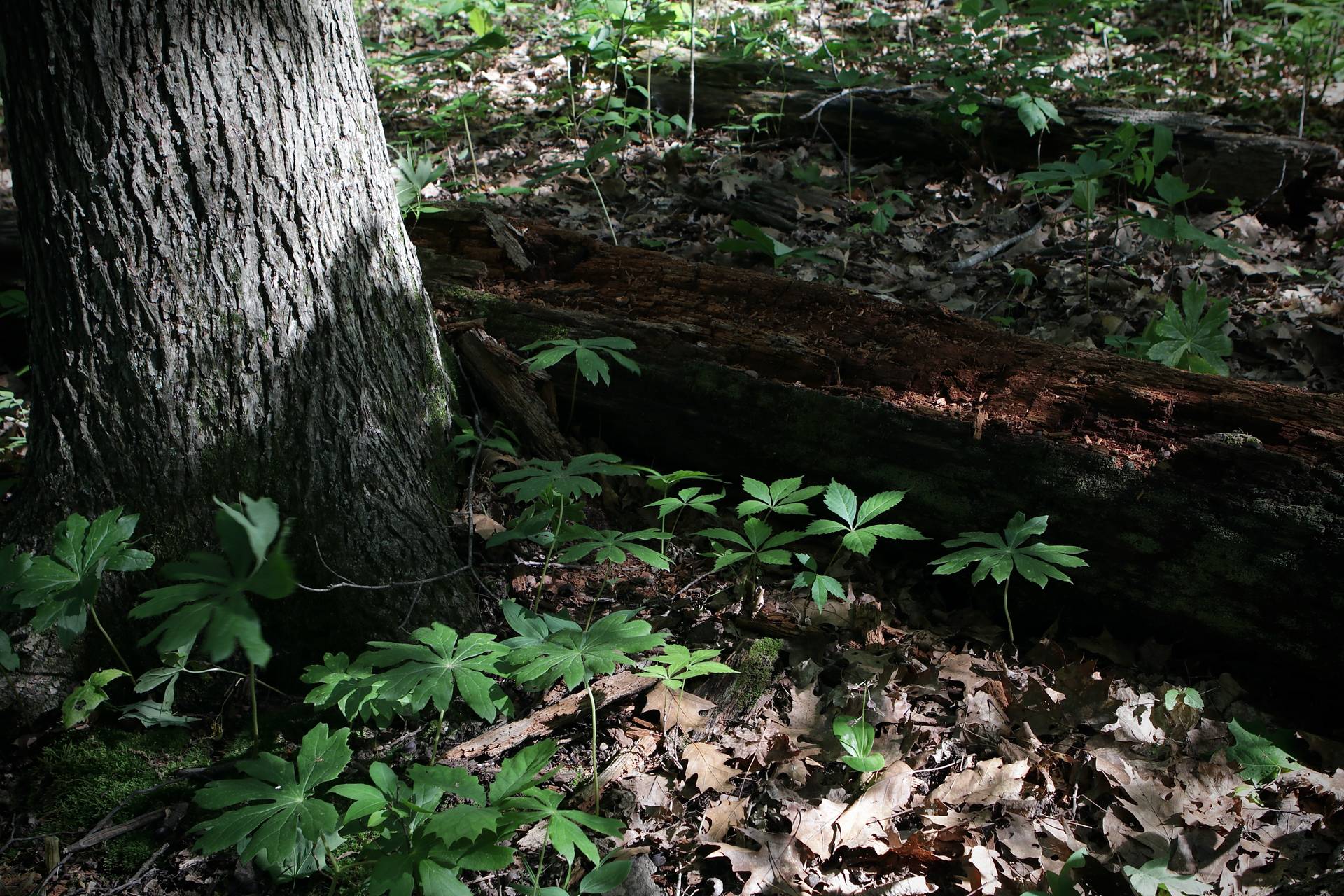 Photo of Lily-Leaved Twayblade