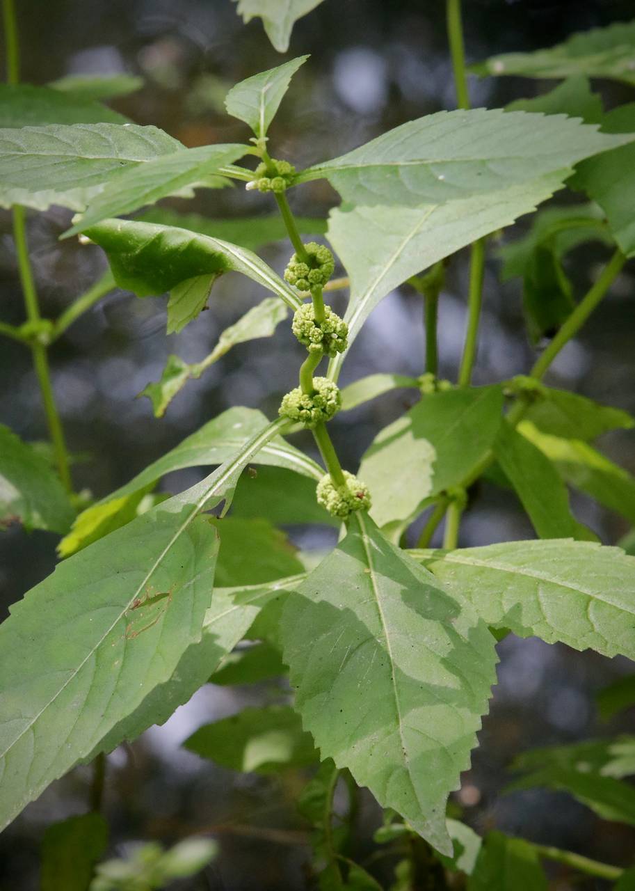 Photo of Virginia Bugleweed
