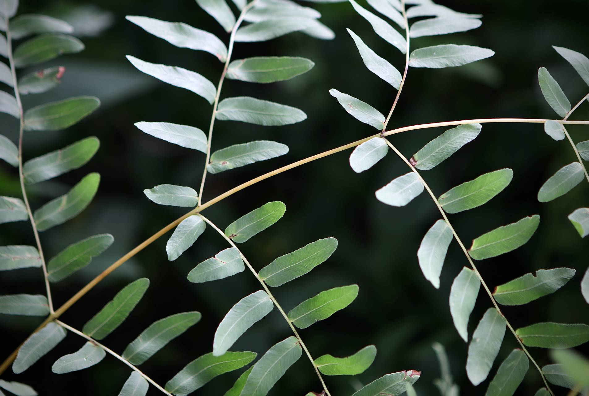 Photo of Royal Fern