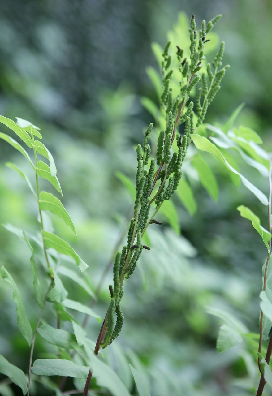 Photo of Royal Fern