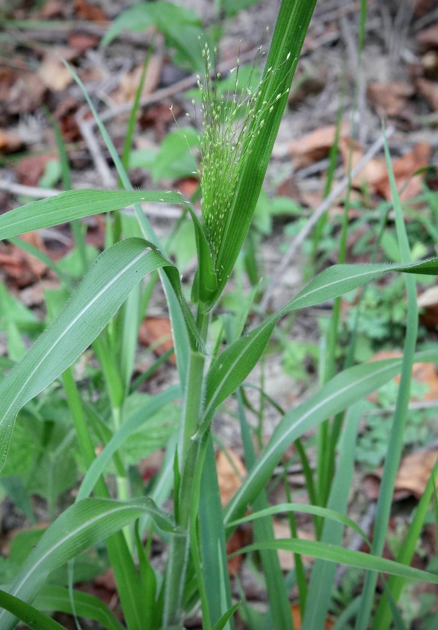 Photo of Witchgrass