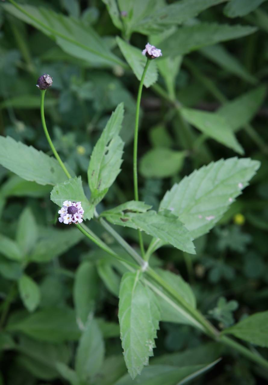 Photo of Fogfruit