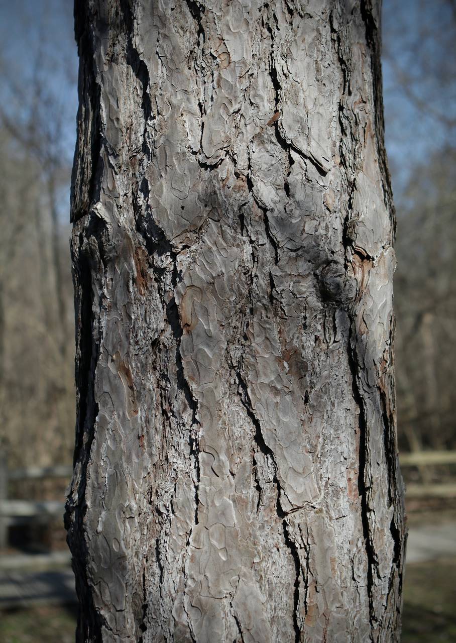 Photo of Red Pine