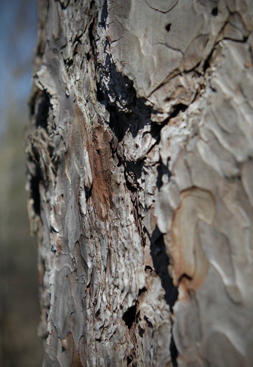 Photo of Red Pine