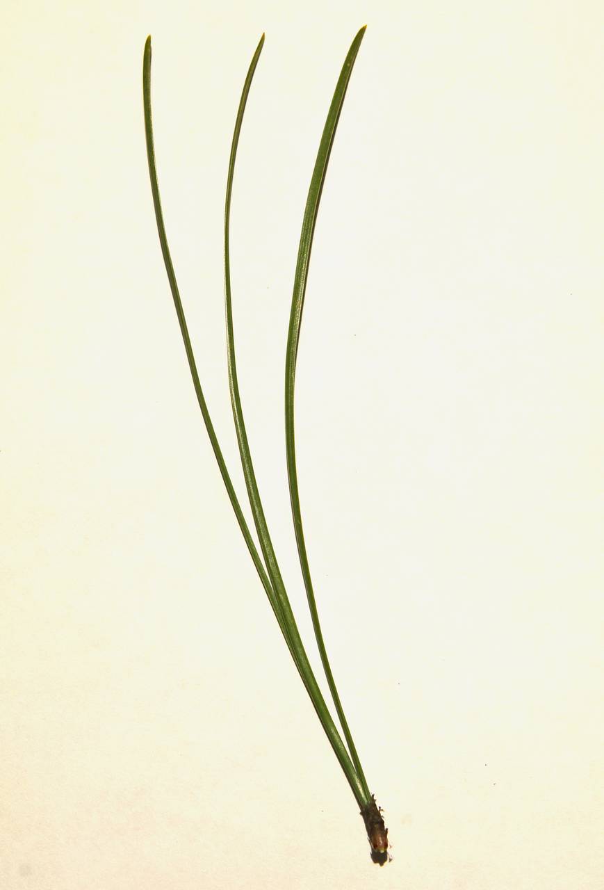 Photo of Pitch Pine