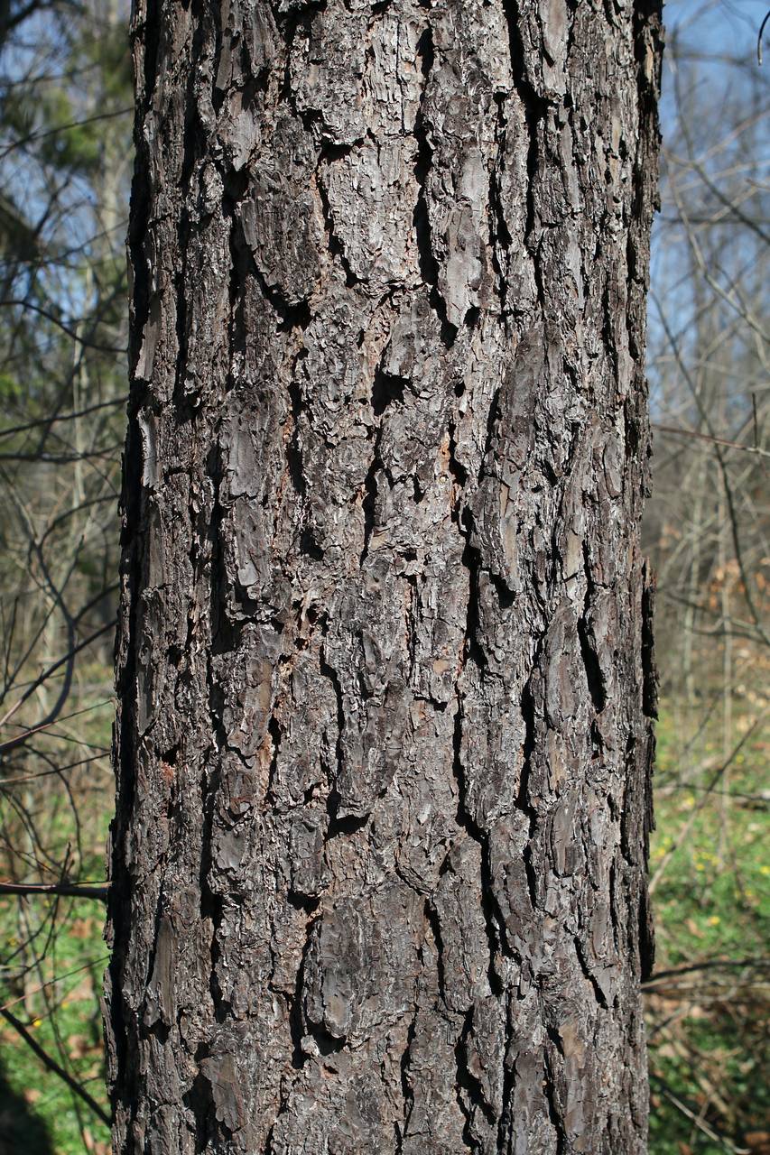 Photo of Pitch Pine
