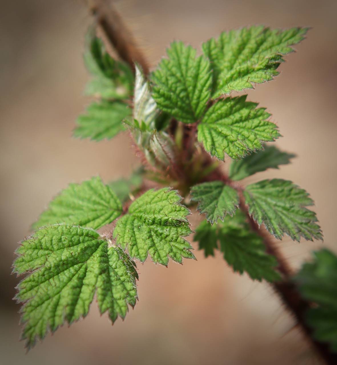 Photo of Wineberry