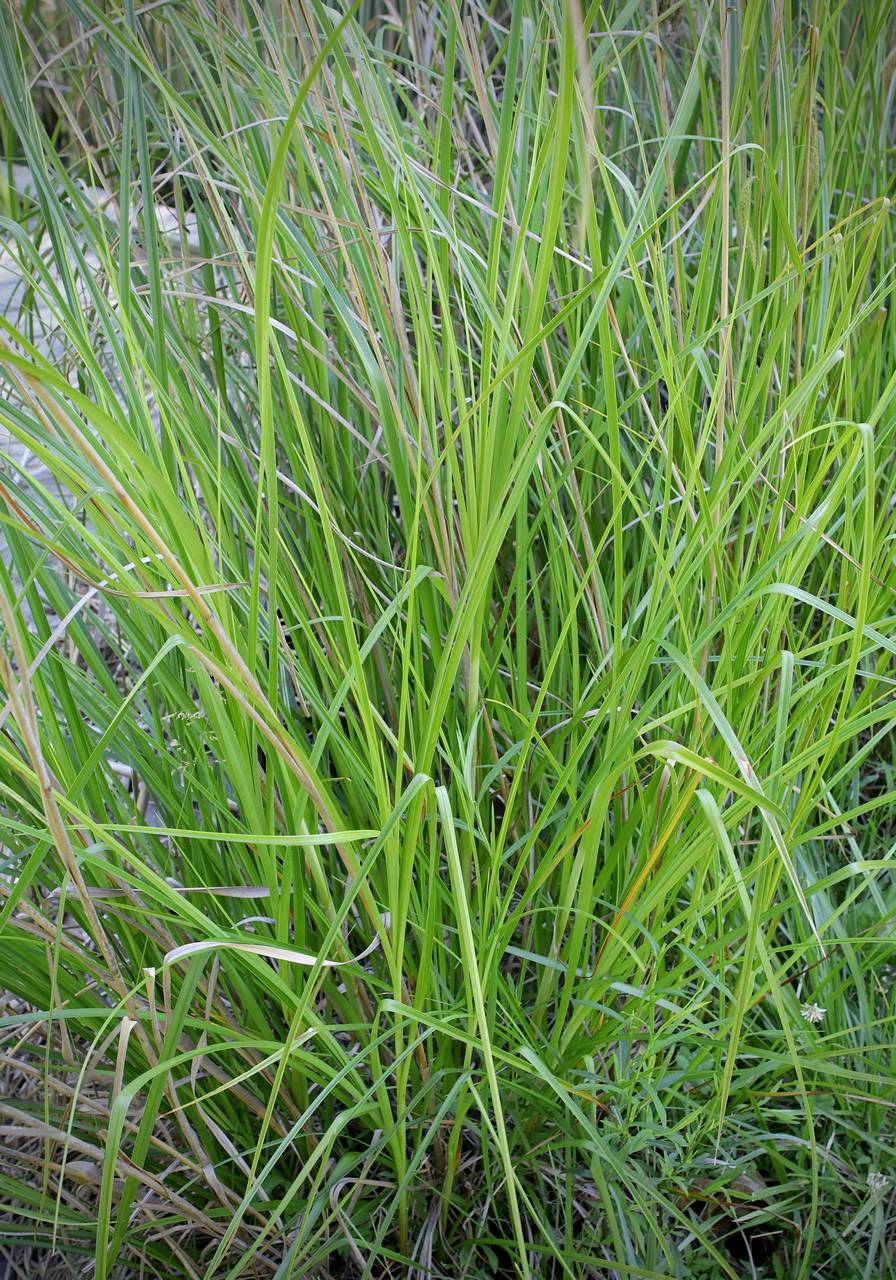 Photo of Woolgrass