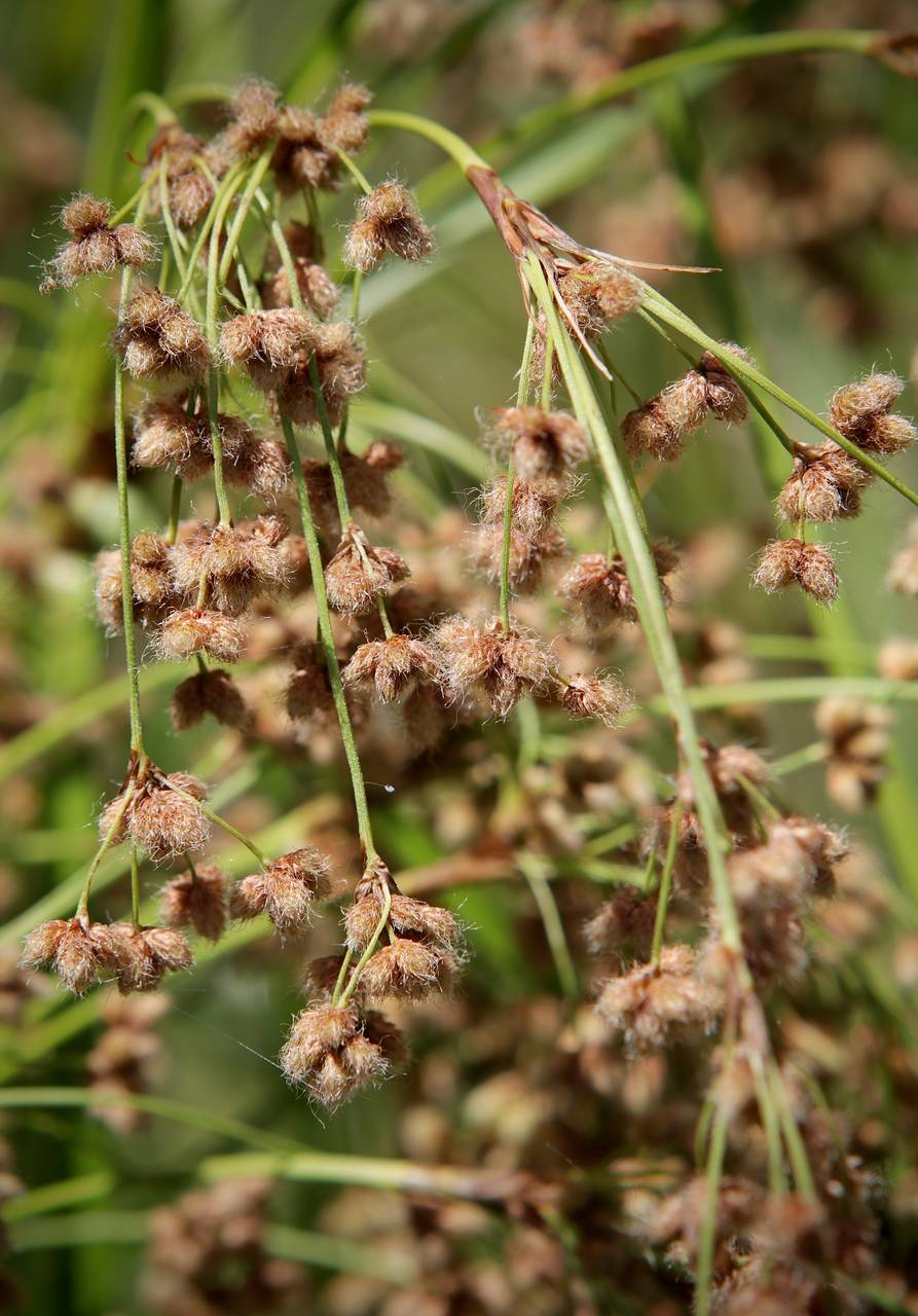 Photo of Woolgrass