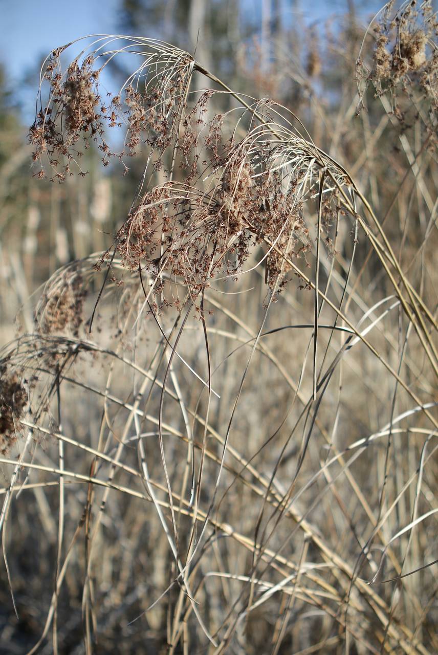 Photo of Woolgrass