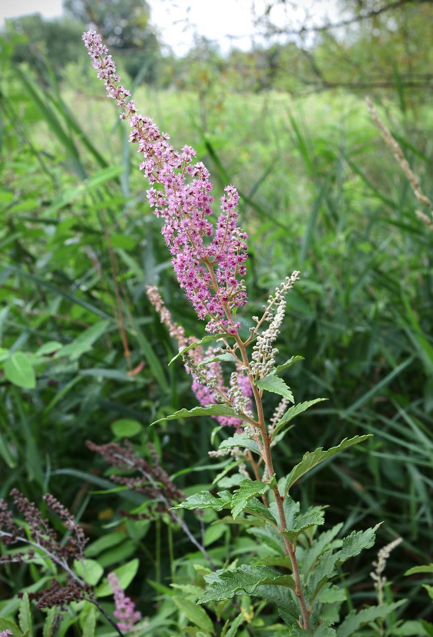 Photo of Steeplebush