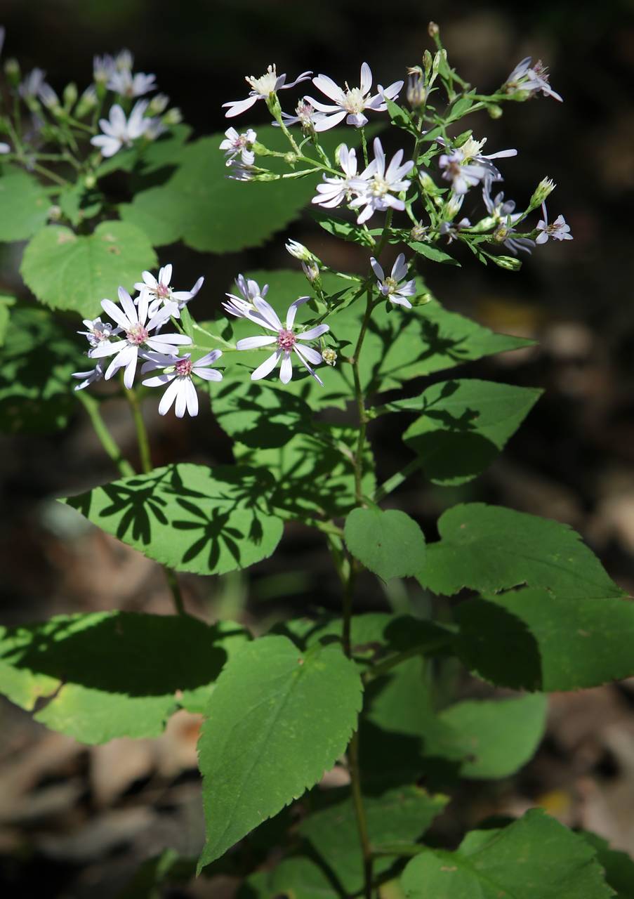 Photo of Heart-Leaved Aster