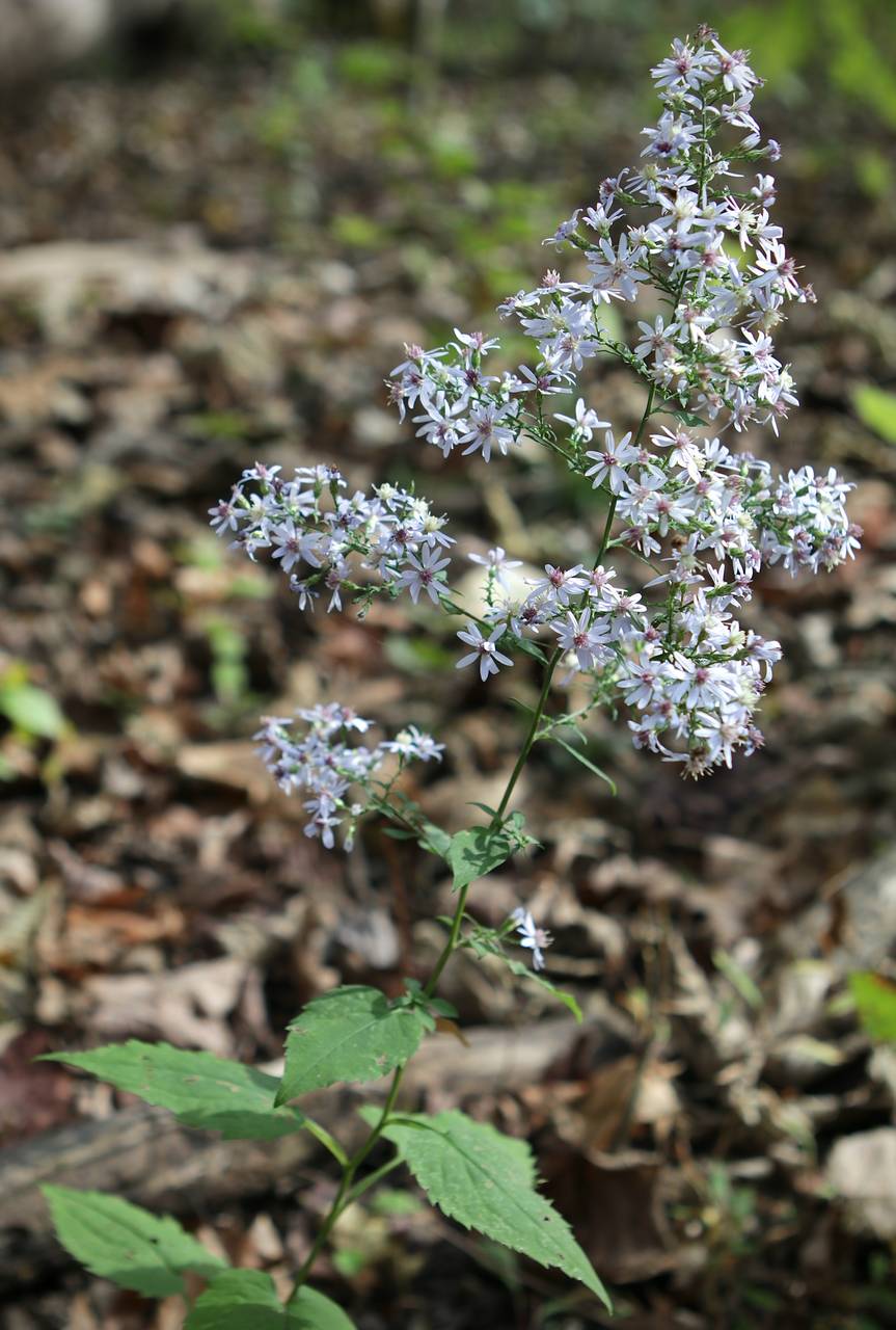 Photo of Heart-Leaved Aster