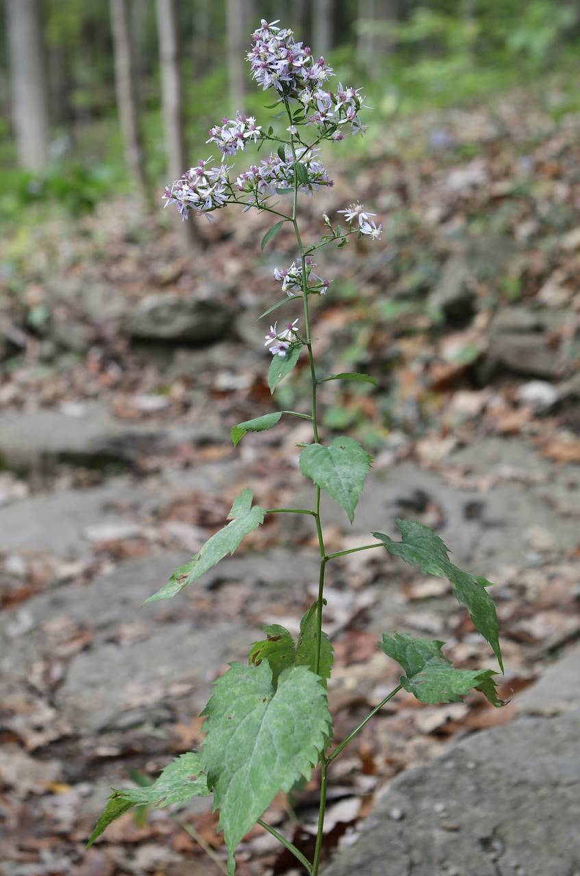 Photo of Heart-Leaved Aster