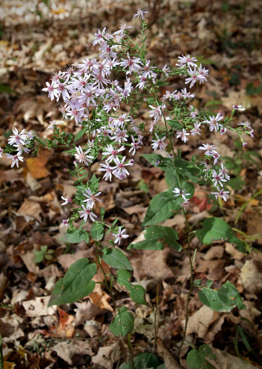 Photo of Heart-Leaved Aster