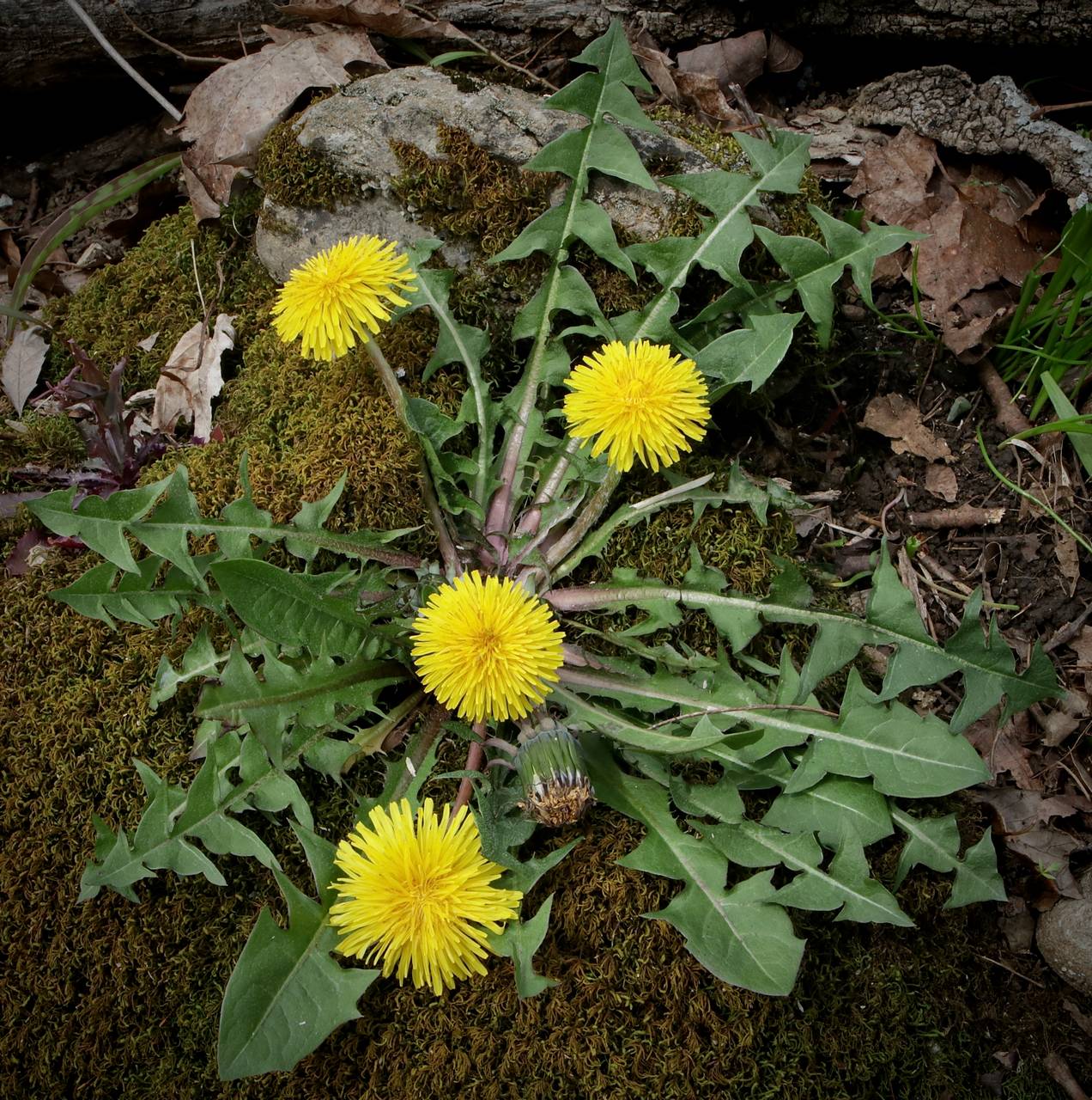 Photo of Dandelion